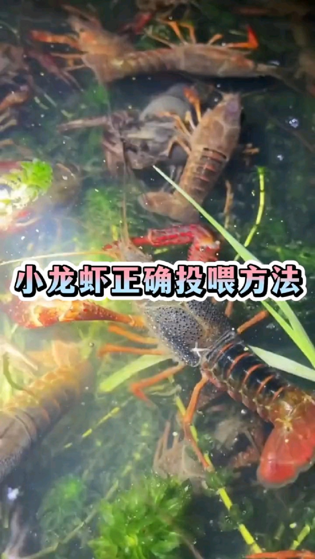 小龙虾正确投喂方法