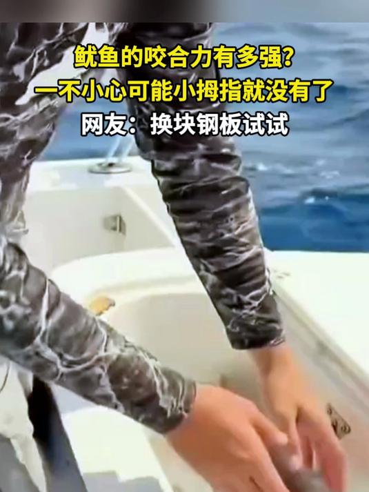 鱿鱼的咬合力有多强?一不小心可能小拇指就没有了 网友:换块钢板试试