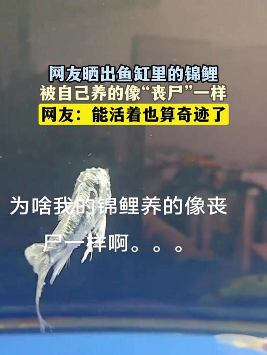 网友晒出鱼缸里的锦鲤,被自己养的像“丧尸”一样