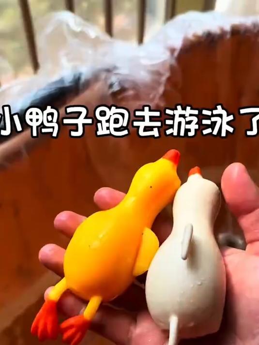 小鸭子游泳呢