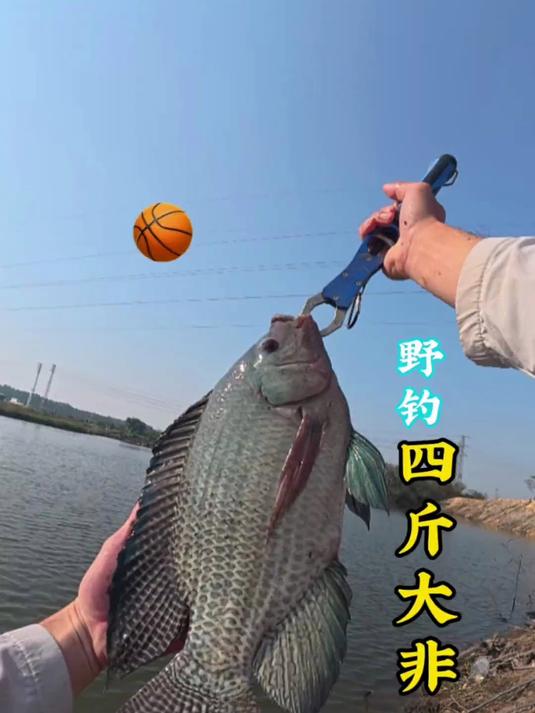 今年野钓最大一条4斤青头罗非