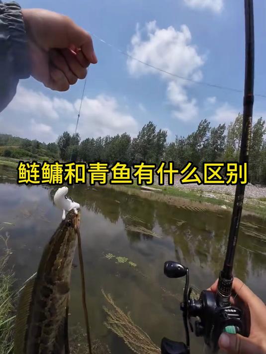 别再搞混了！鲢鳙和青鱼的区别，老钓友都容易错