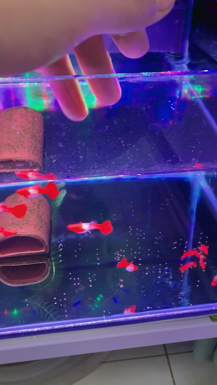 种鱼品种介绍:鸿运当头