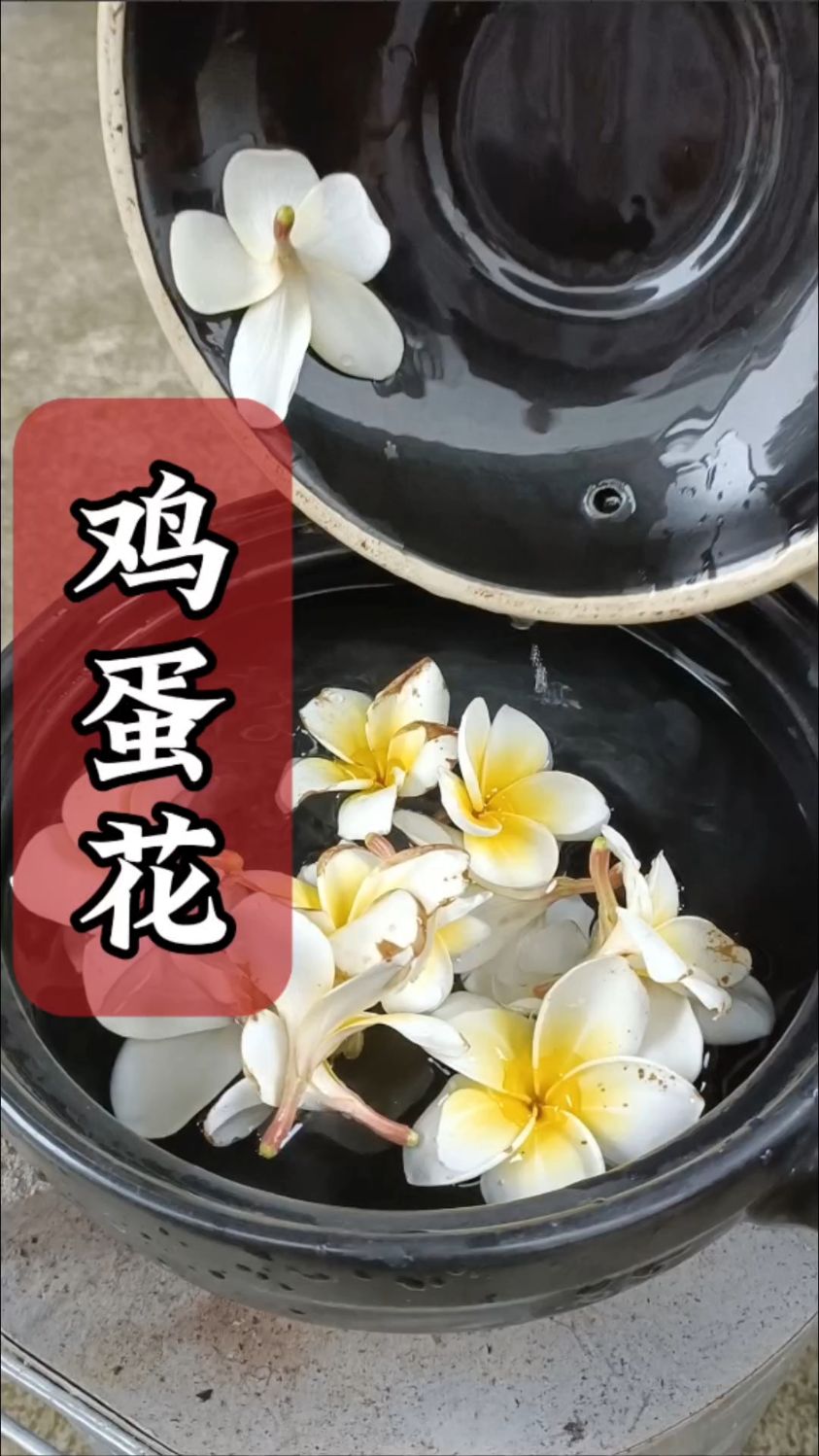 鸡蛋花:公园或小区很常见,你知道它的价值吗,知道评论区说说看