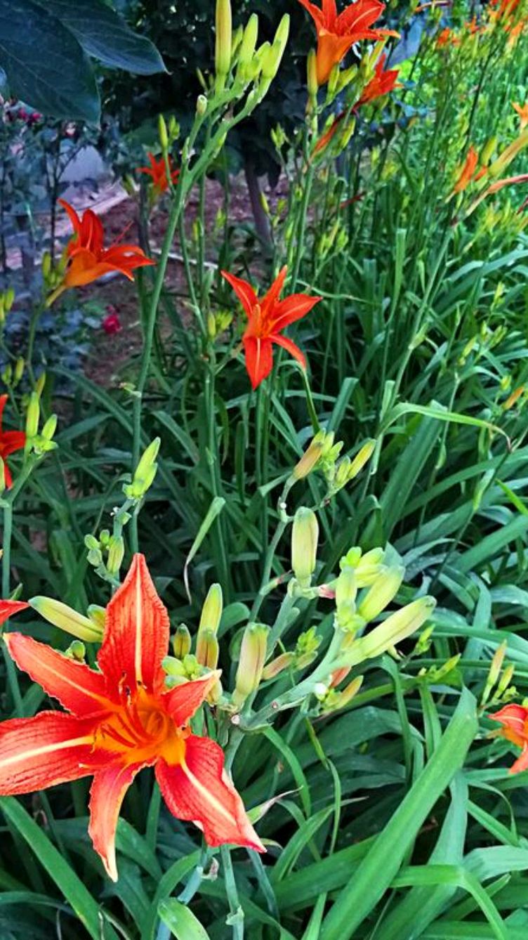 黄花菜这样繁殖,好看更好吃