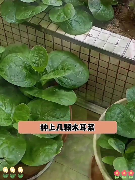新手必种爆款菜,大叶木耳菜不挑土,出苗快口感赛菠菜