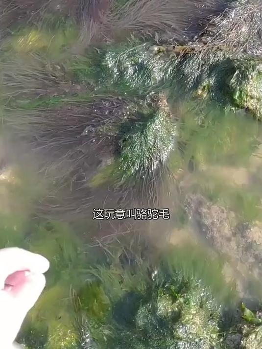 赶海只捡了各种海菜,回家吃草去喽,期待天气回暖抓海鲜 @小马说
