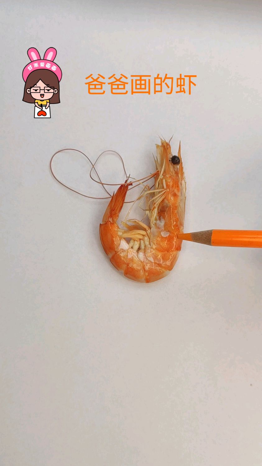 爸爸画的虾能吃,我画的虾只能看看,而你喜欢哪个?快来告诉我呀