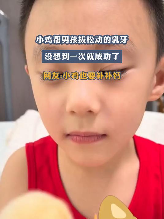 小鸡帮男孩拔松动的乳牙,没想到一次就成功了