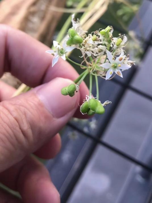 晒了三天的韭菜花居然还鲜活着!那么大一个丝瓜都干透了!