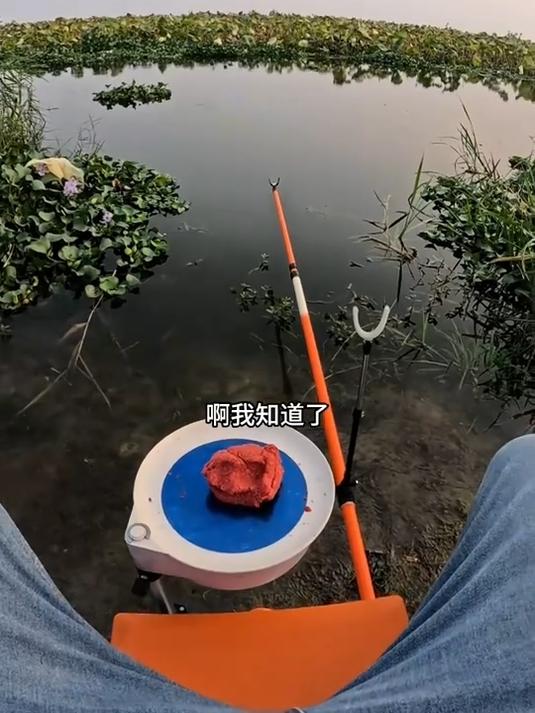 看着条大鳊鱼,像锅盖一样大