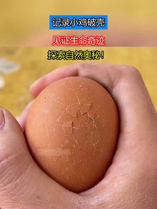 记录小鸡破壳,见证生命奇迹,探索自然奥秘!