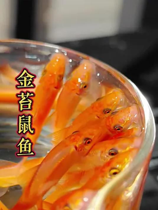 金苔鼠鱼堪称鱼缸清洁工 轻松打造空气鱼缸 超神奇