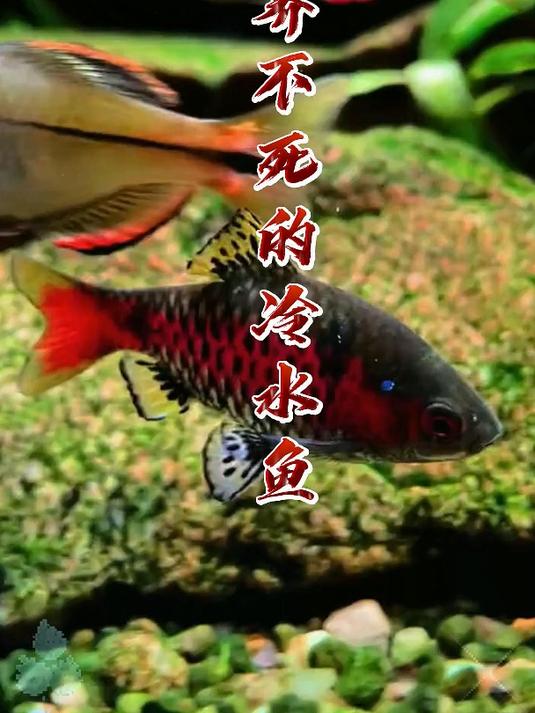 新手养鱼不再难!9种冷水鱼轻松成为你的宠物之选