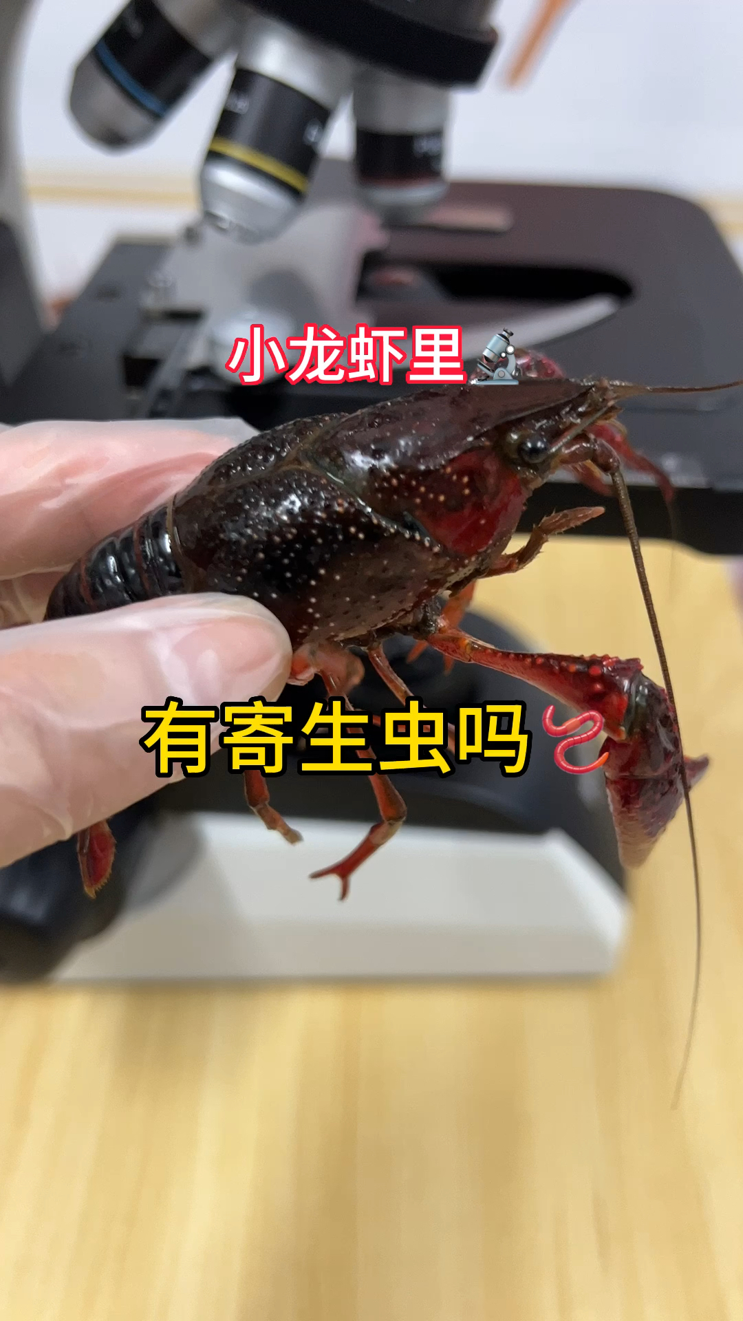 小龙虾会有寄生虫吗?我们放大来看看