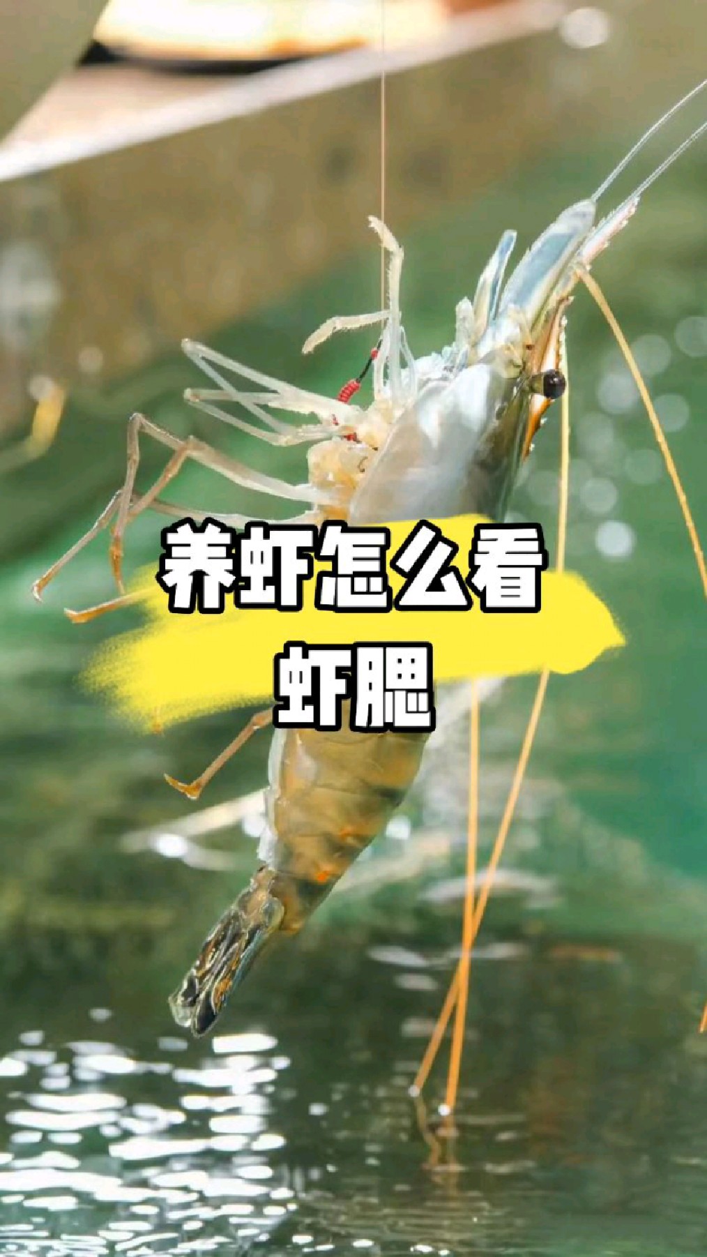 养虾怎么看虾腮