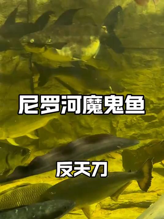 新同事尼罗河魔鬼鱼-反天刀入职猛鱼缸 本是“鱼生”新起点