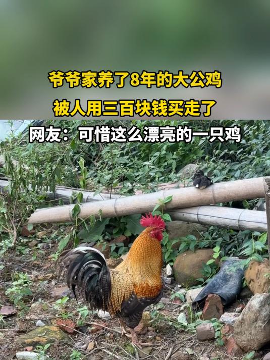 爷爷家养了8年的大公鸡,被人用三百块钱买走了