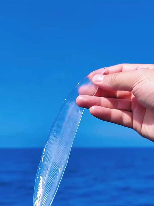 知道这是什么鱼吗?全身上下都是透明的