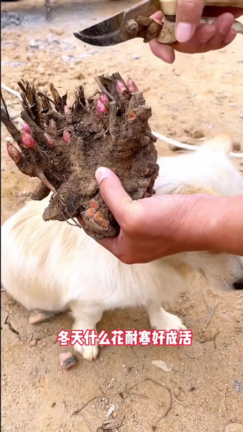 耐寒好成活的“芍药”