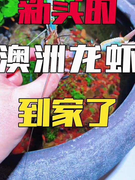 新买的澳洲龙虾到家了,居然有人说它是小龙虾