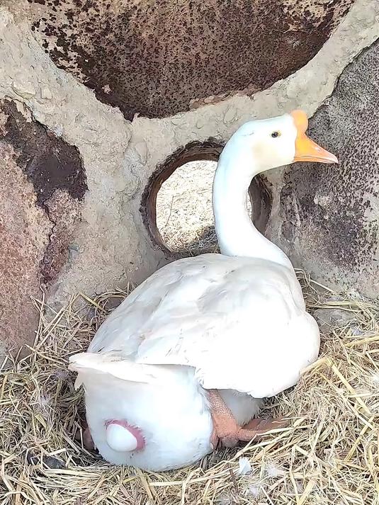 你见过动物下蛋吗,黑子哥家养了各种下蛋的动物真是太有趣了!