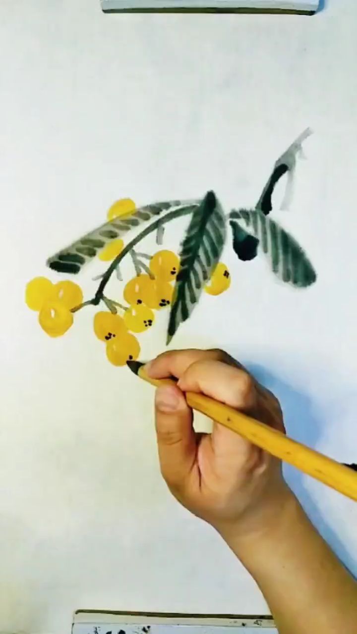 中国画写意枇杷果