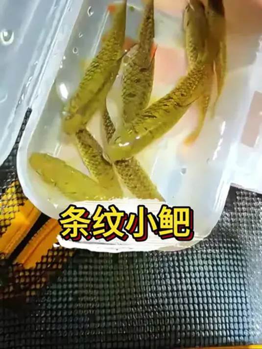 冷水鱼养啥好?条纹小鲃,耐活耐养超省心