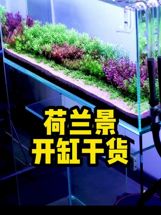 荷兰景水草缸开缸教程来了