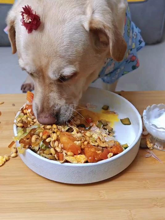 狗吃的比我好系列