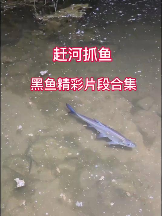 夜晚小河抓鱼之黑鱼精彩片段合集,哪一集你最爱