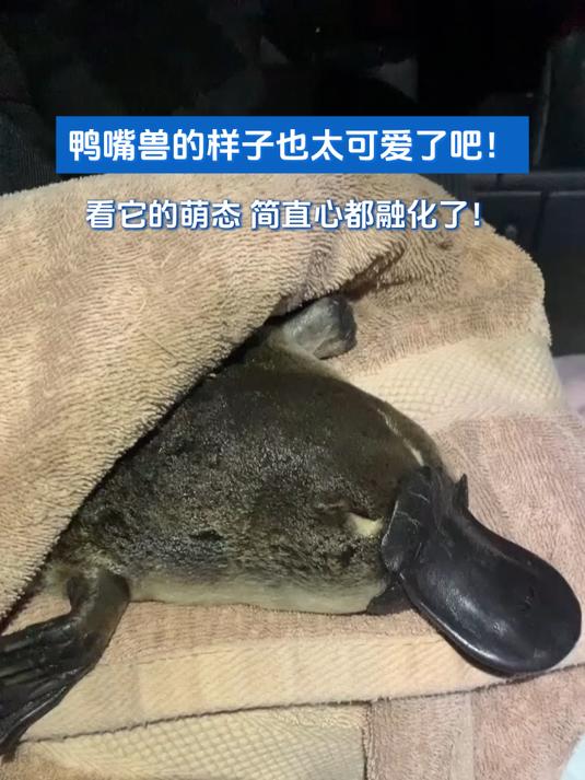 鸭嘴兽的样子也太可爱了吧!