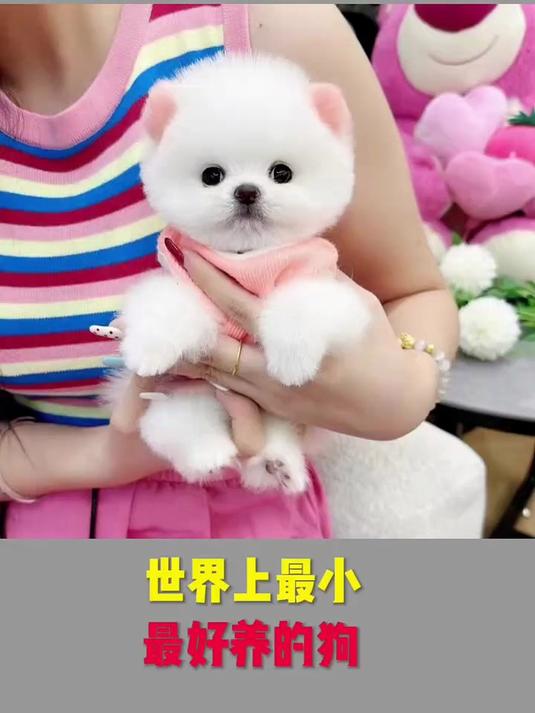 世界上最小最好养的狗