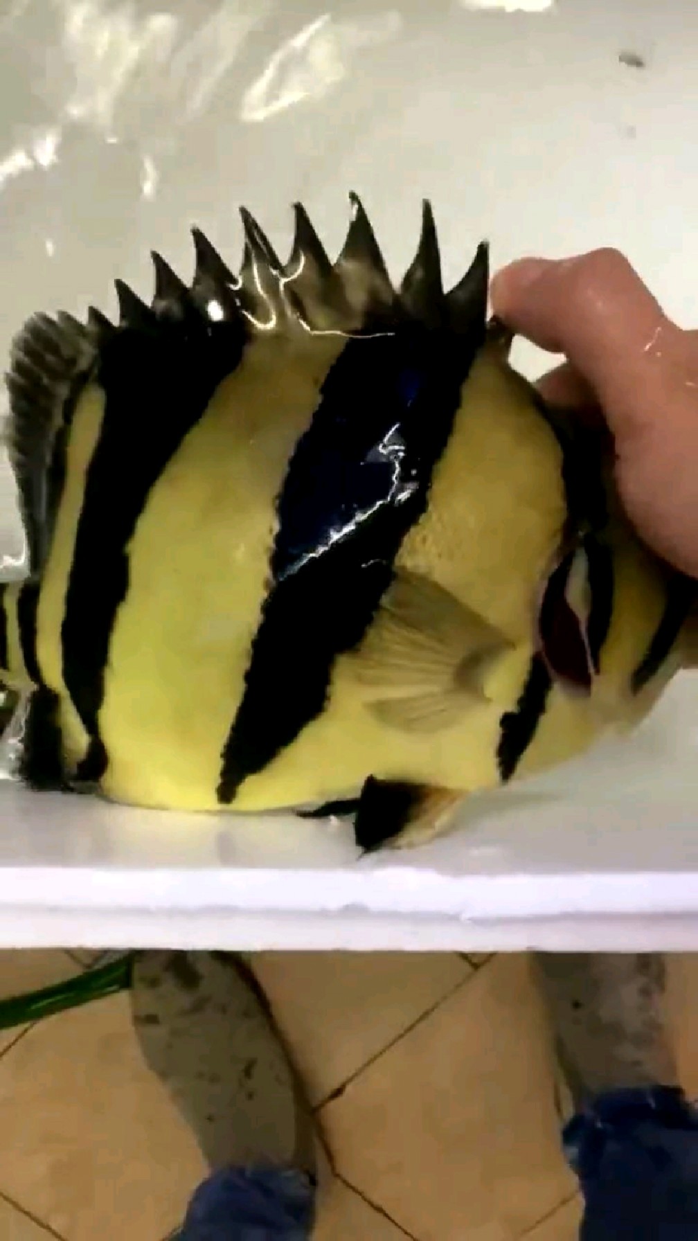 带大家看看万元的泰国虎鱼啥样子