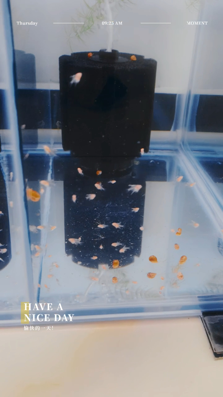 燕鱼的繁殖记录5:小翅膀