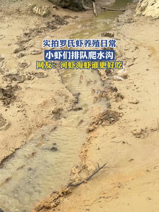实拍罗氏虾养殖日常,小虾们排队爬水沟,网友:河虾海虾谁更好吃