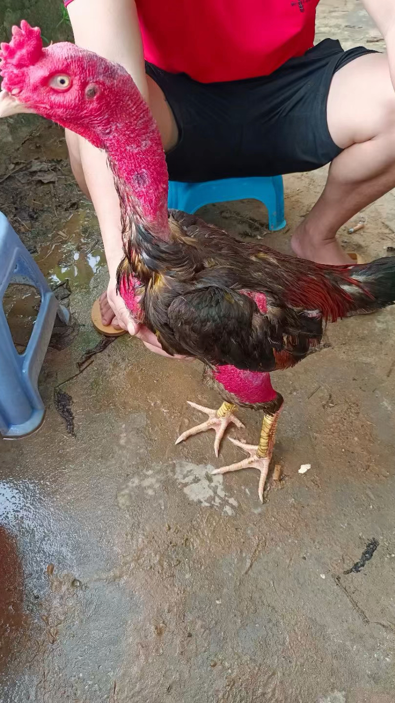 精品越南斗鸡6斤6