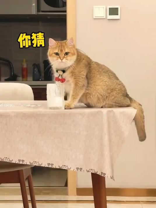 结尾小母猫竟然还要报复我