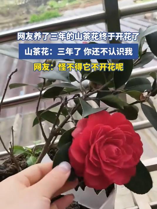 网友养了三年的山茶花终于开花了,山茶花:三年了,你还不认识我,网友:怪不得它不开花呢