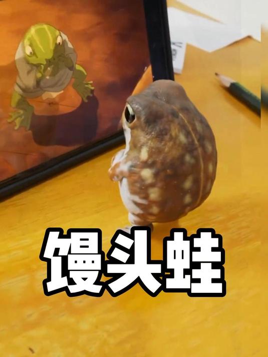 超可爱的馒头蛙,既不会跳跃也不会游泳!