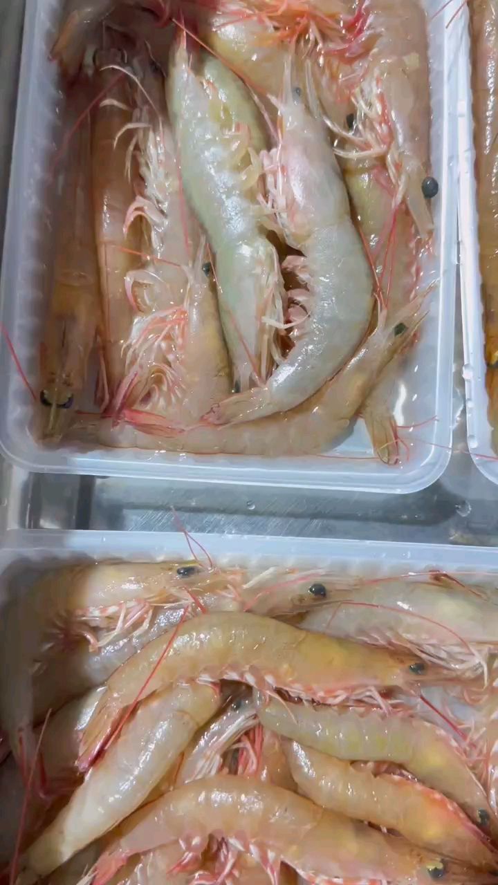 野生沙鲁虾麻虾天然海虾东山岛海鲜