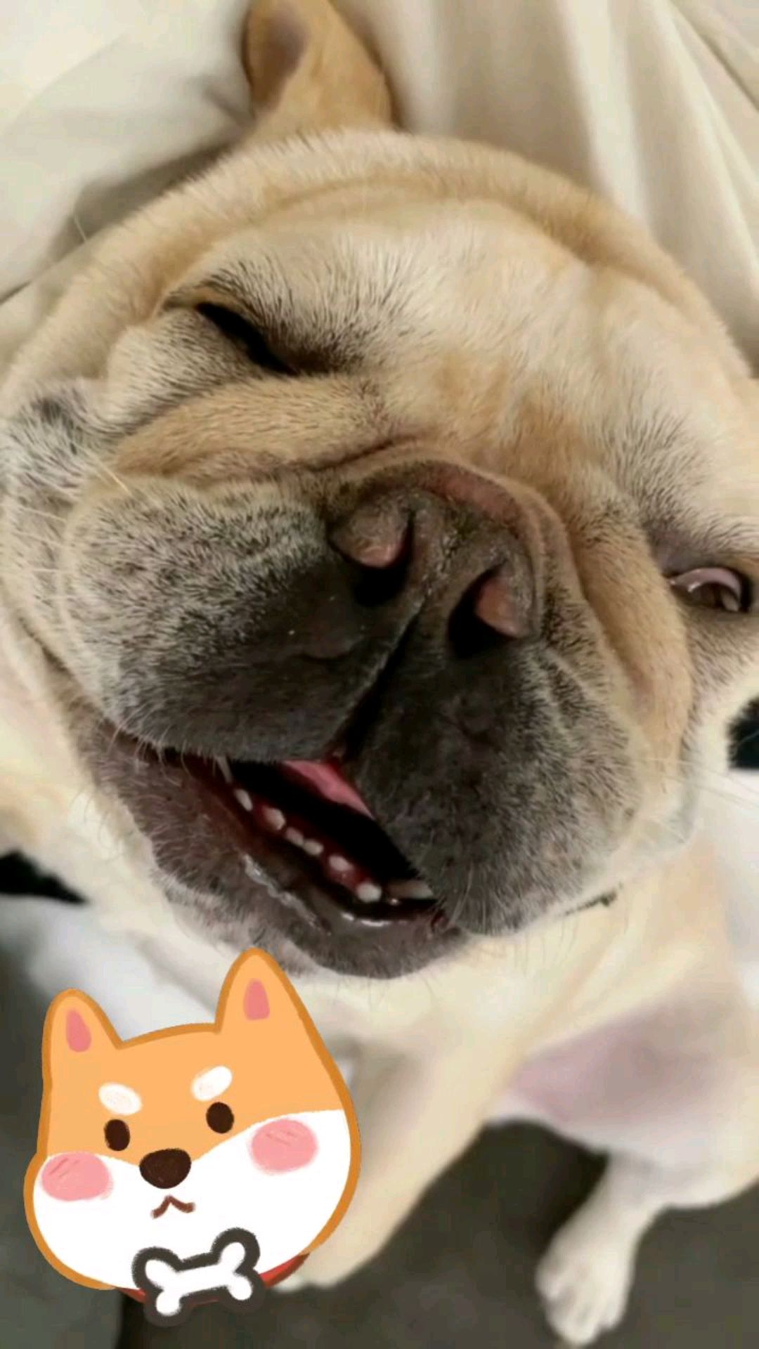 是不是像极了某位盆油?