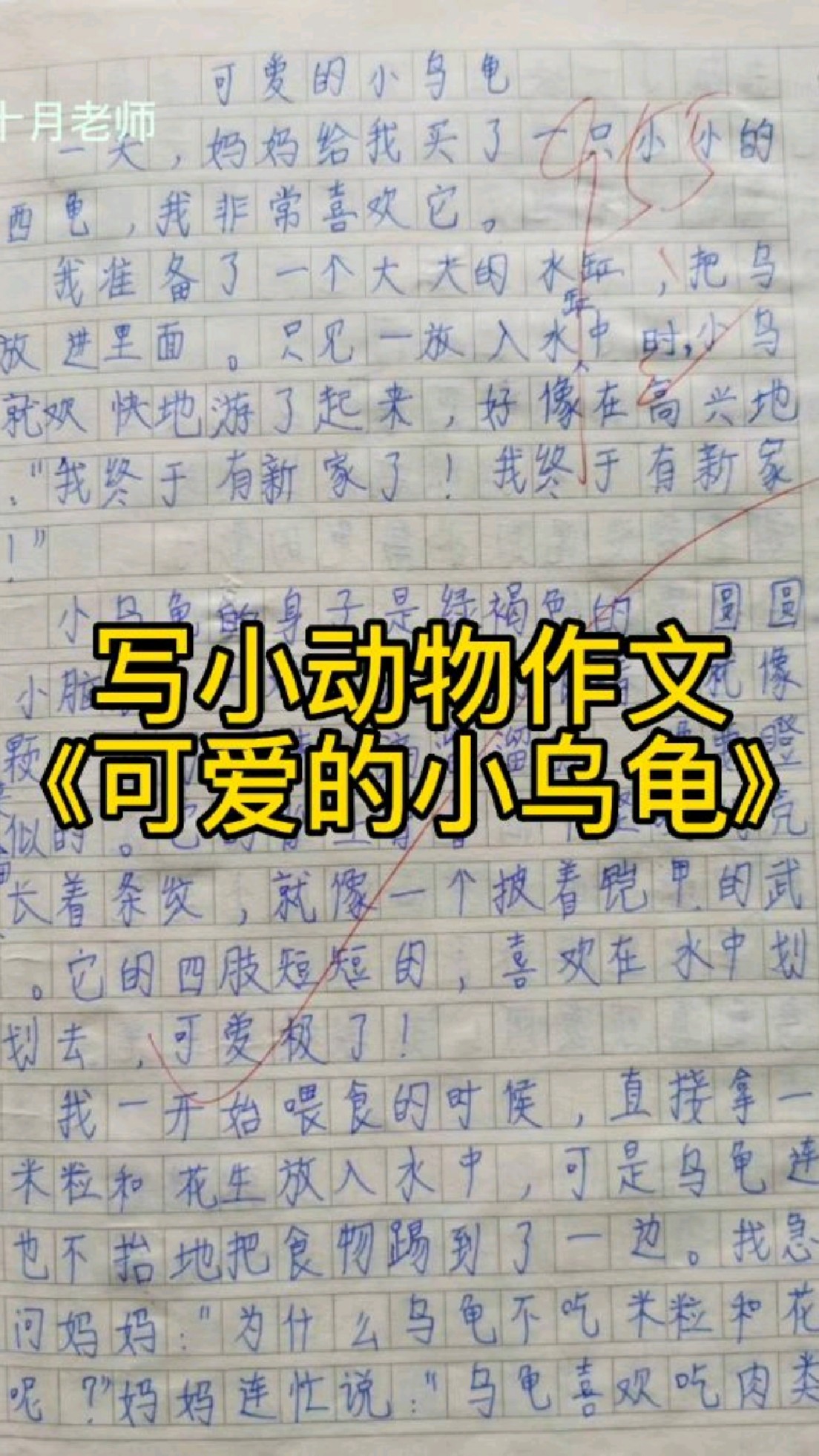 写小动物优秀作文:《可爱的小乌龟》