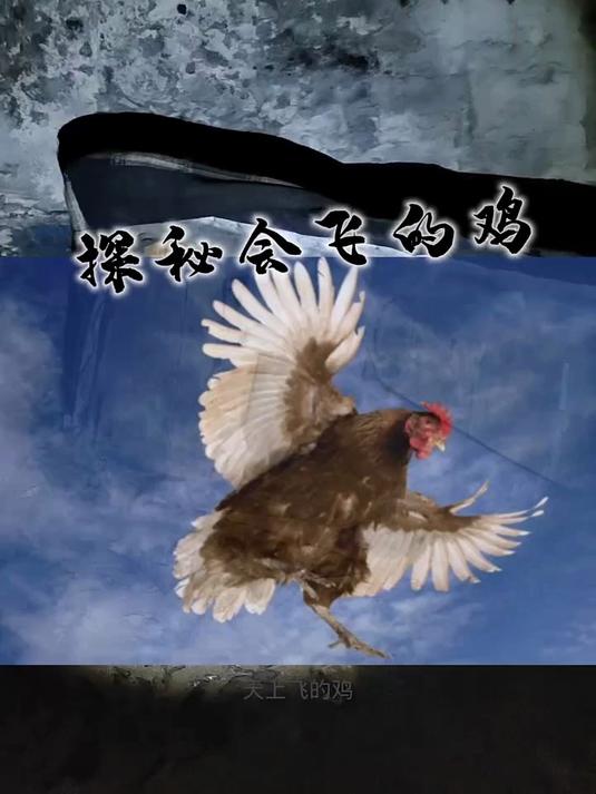 探秘会飞的鸡