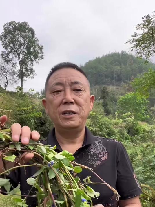 鸭跖草，你们知道它的作用吗