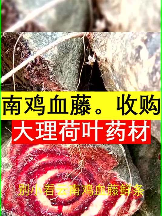 云南鸡血藤收购商