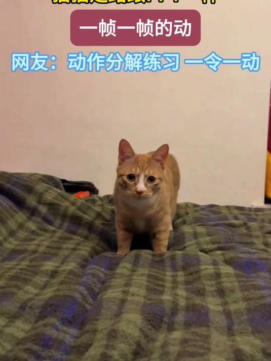 猫猫走路跟PPT一样,一帧一帧的动,网友:动作分解练习 一令一动