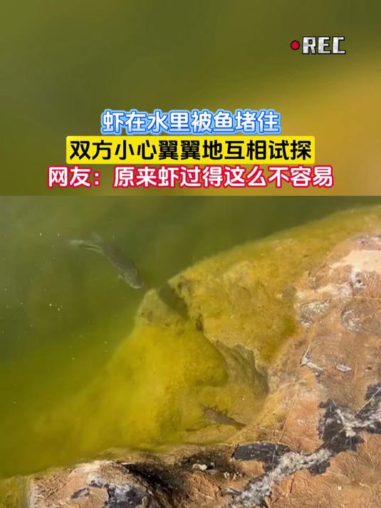 虾在水里被鱼堵住，双方小心翼翼地互相试探