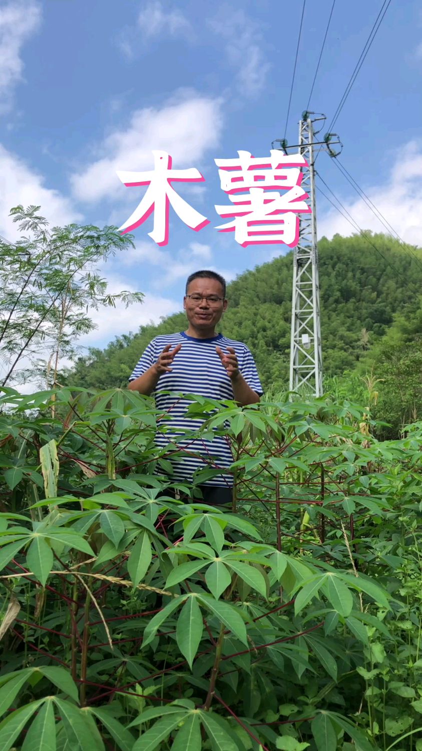 木薯被誉为淀粉之王,你也许没有见过,但你可能吃过,因为珍珠奶茶的珍珠是木薯粉做的