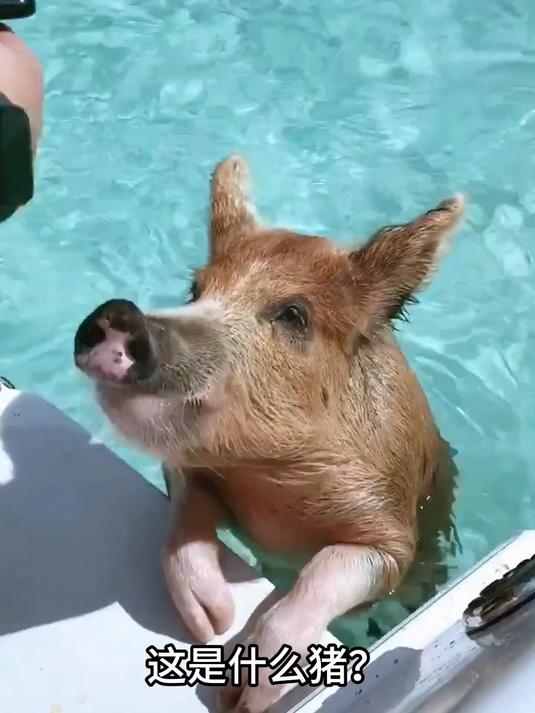 分享15种不同种类的猪,艾特出最像它的人!